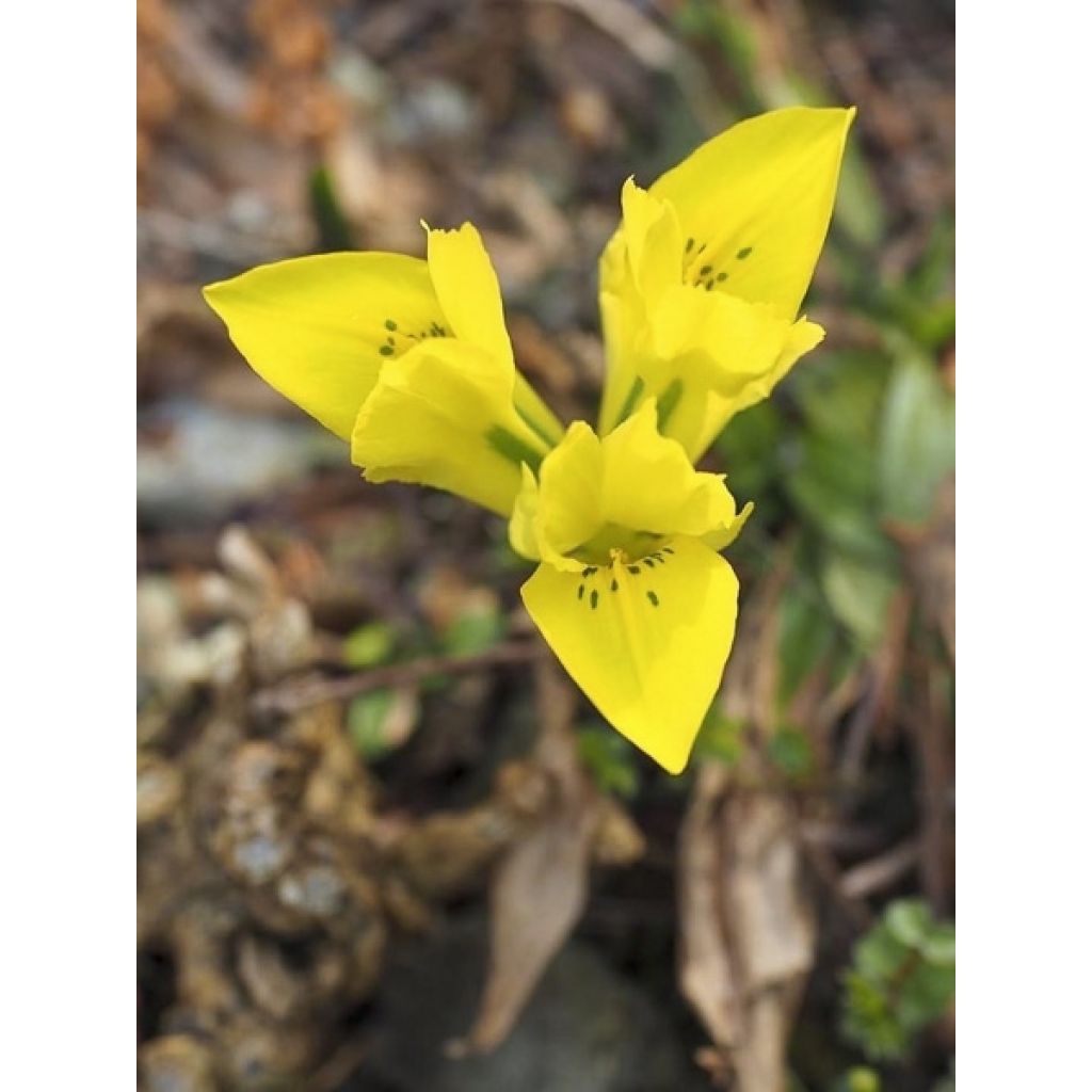 Iris reticulata danfordiae - Giaggiolo