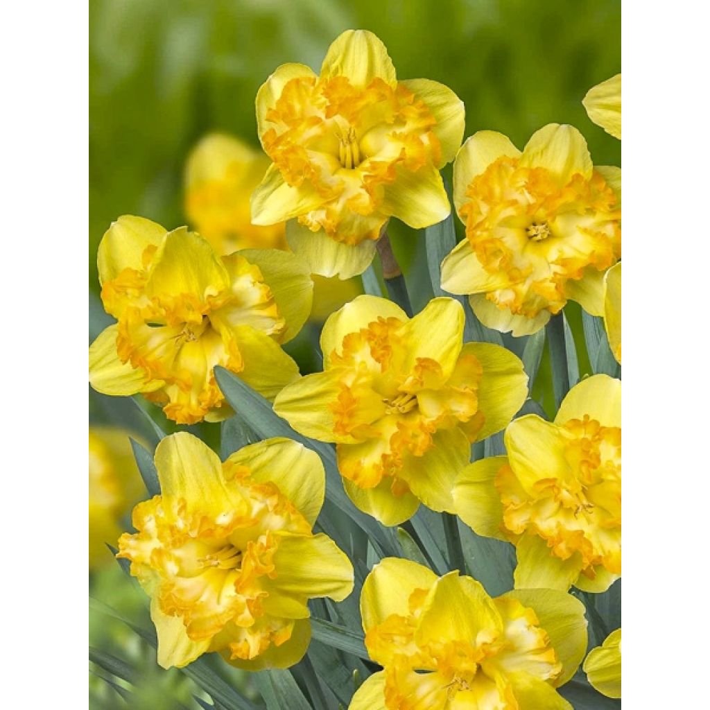 Narciso a fiore orchidea Blazing Starlet