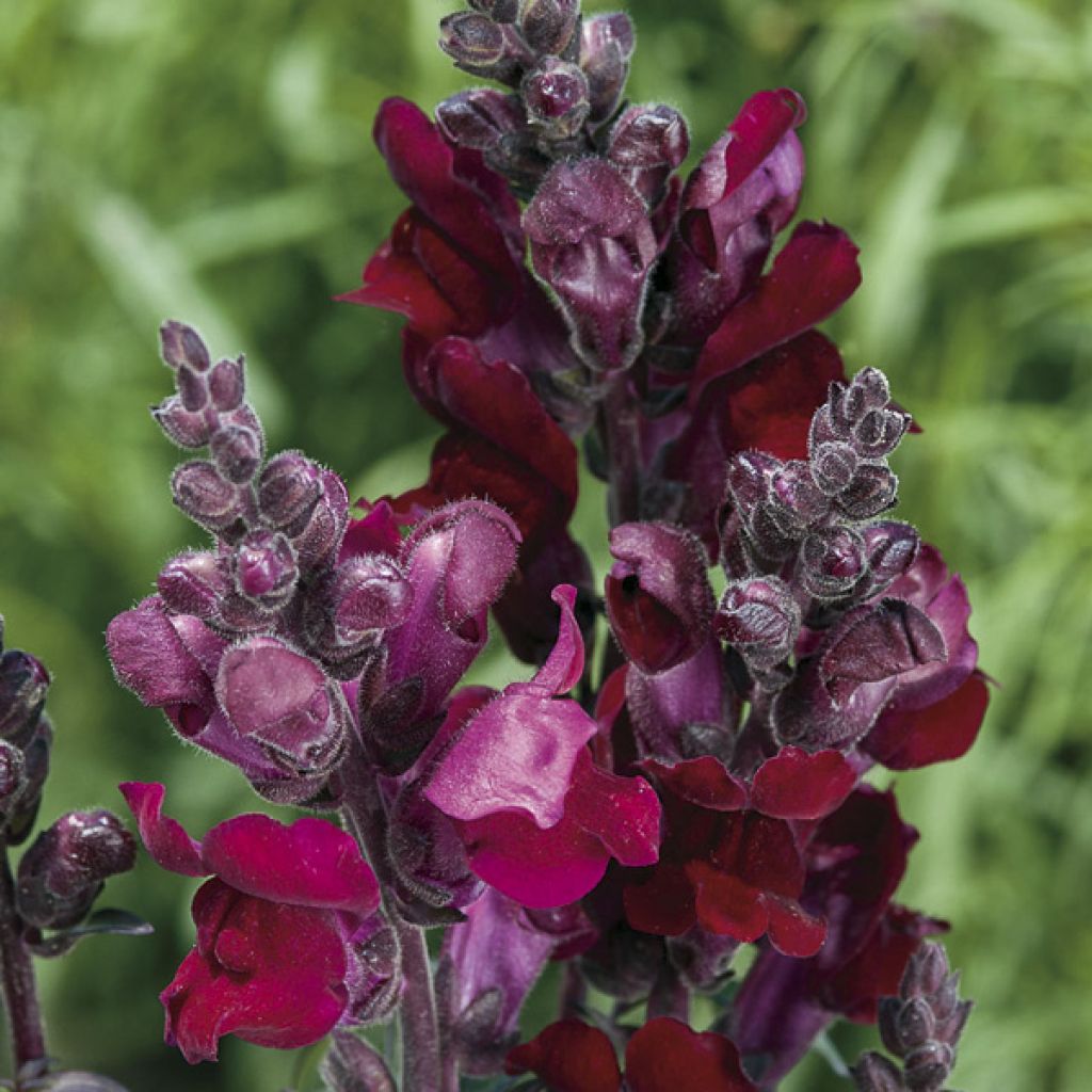 Bocca di leone Black Prince (semi)