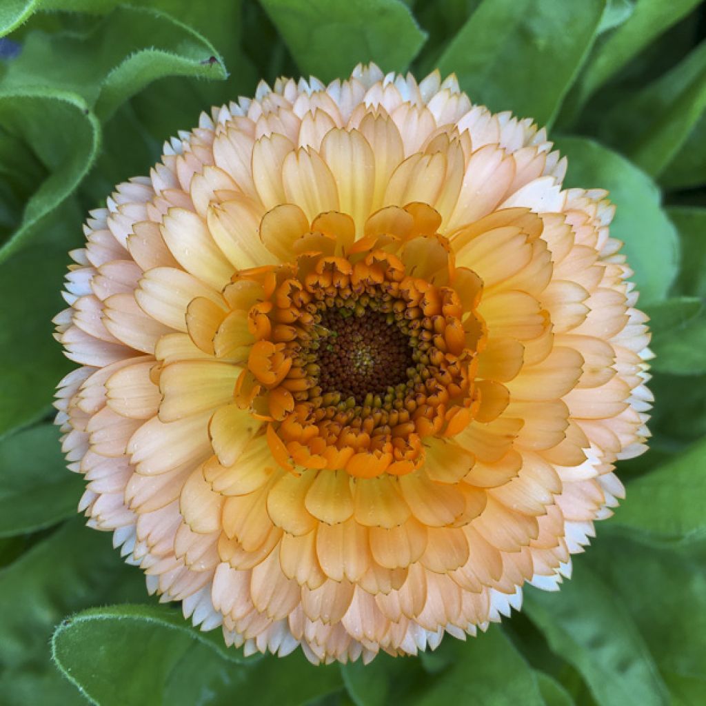 Calendula officinalis Pink Surprise - Calendola