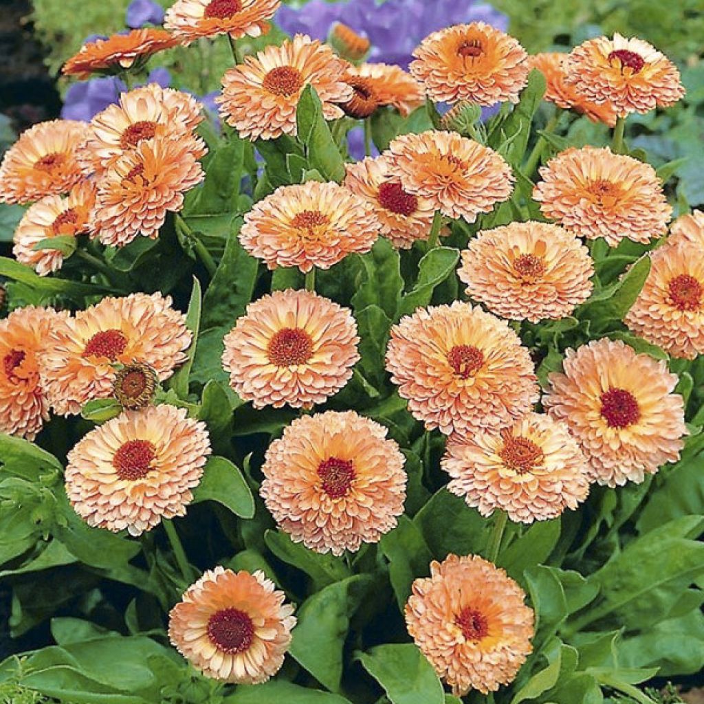 Calendula officinalis Pink Surprise - Calendola