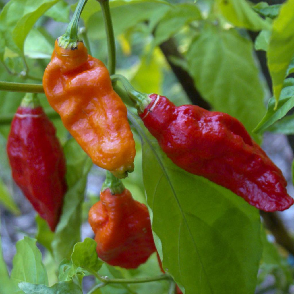 Peperoncino Naga Jolokia
