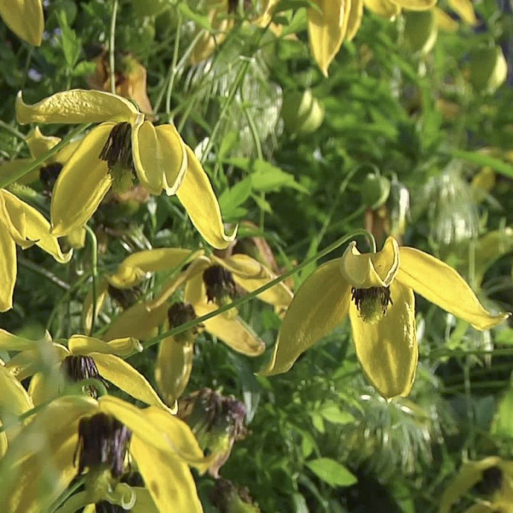 Clematis tangutica Golden Harvest - Clematide