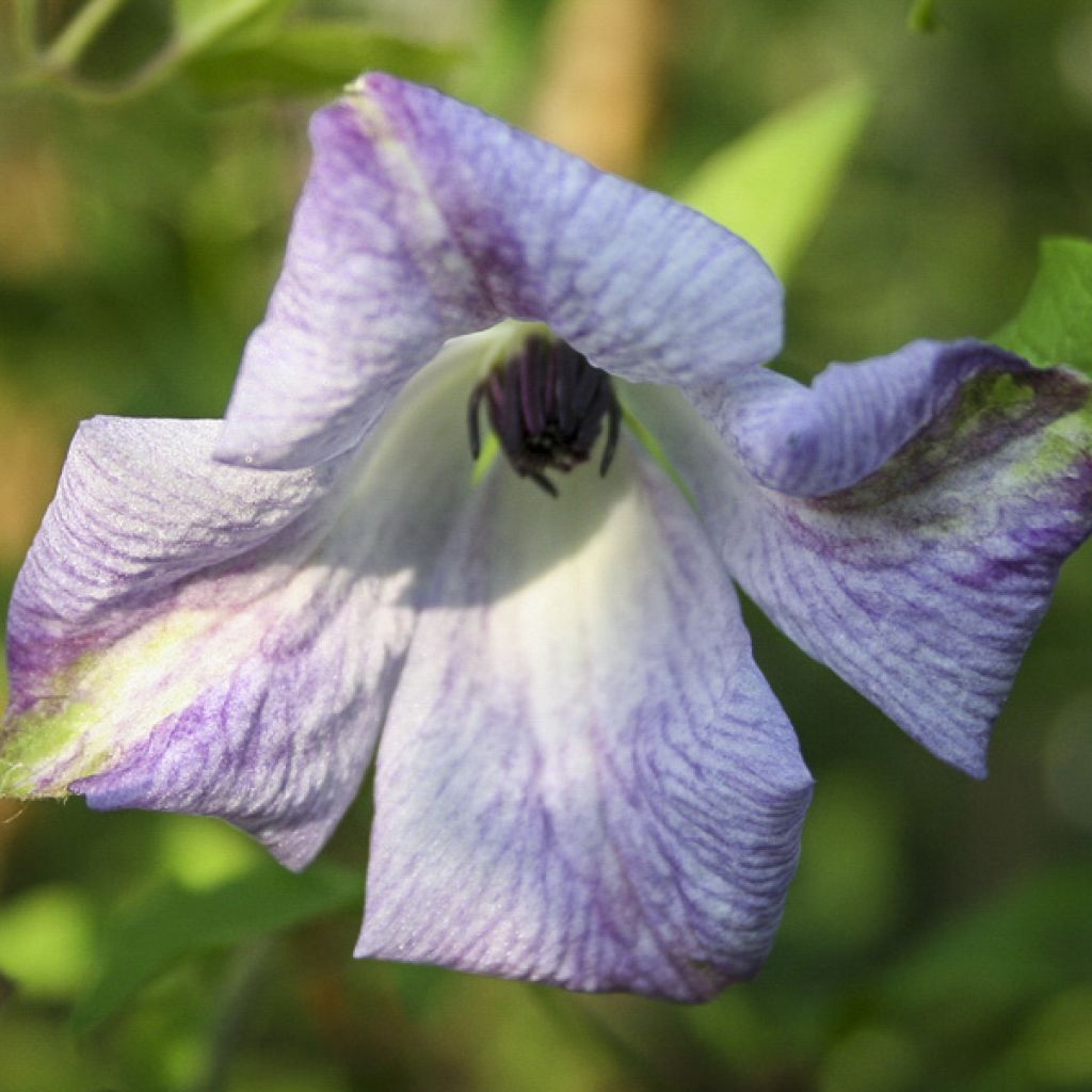 Clematis viticella Caerulea Luxurians - Clematide