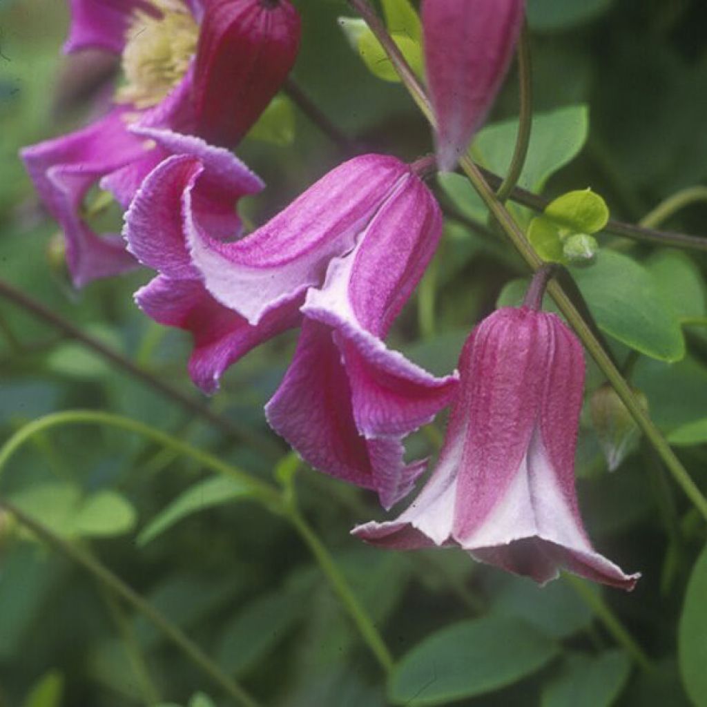 Clematis Etoile Rose - Clematide