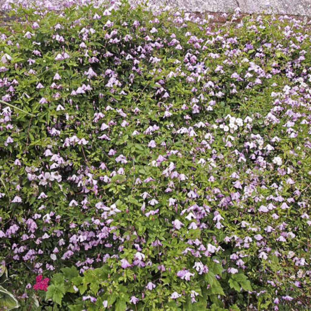 Clematis viticella Hagelby Pink - Clematide