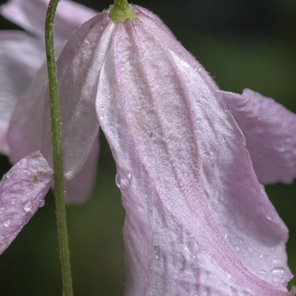 Clematis viticella Hagelby Pink - Clematide
