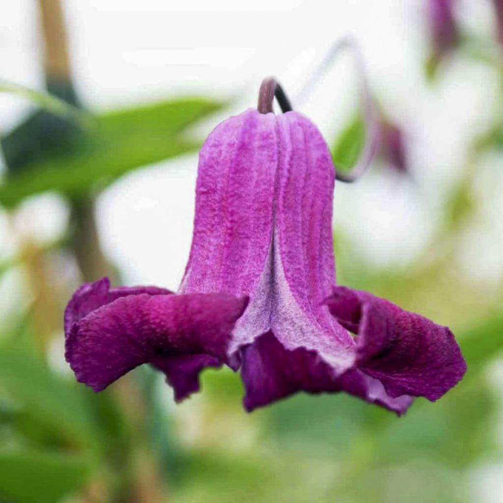 Clematis viticella Queen Mother - Clematide