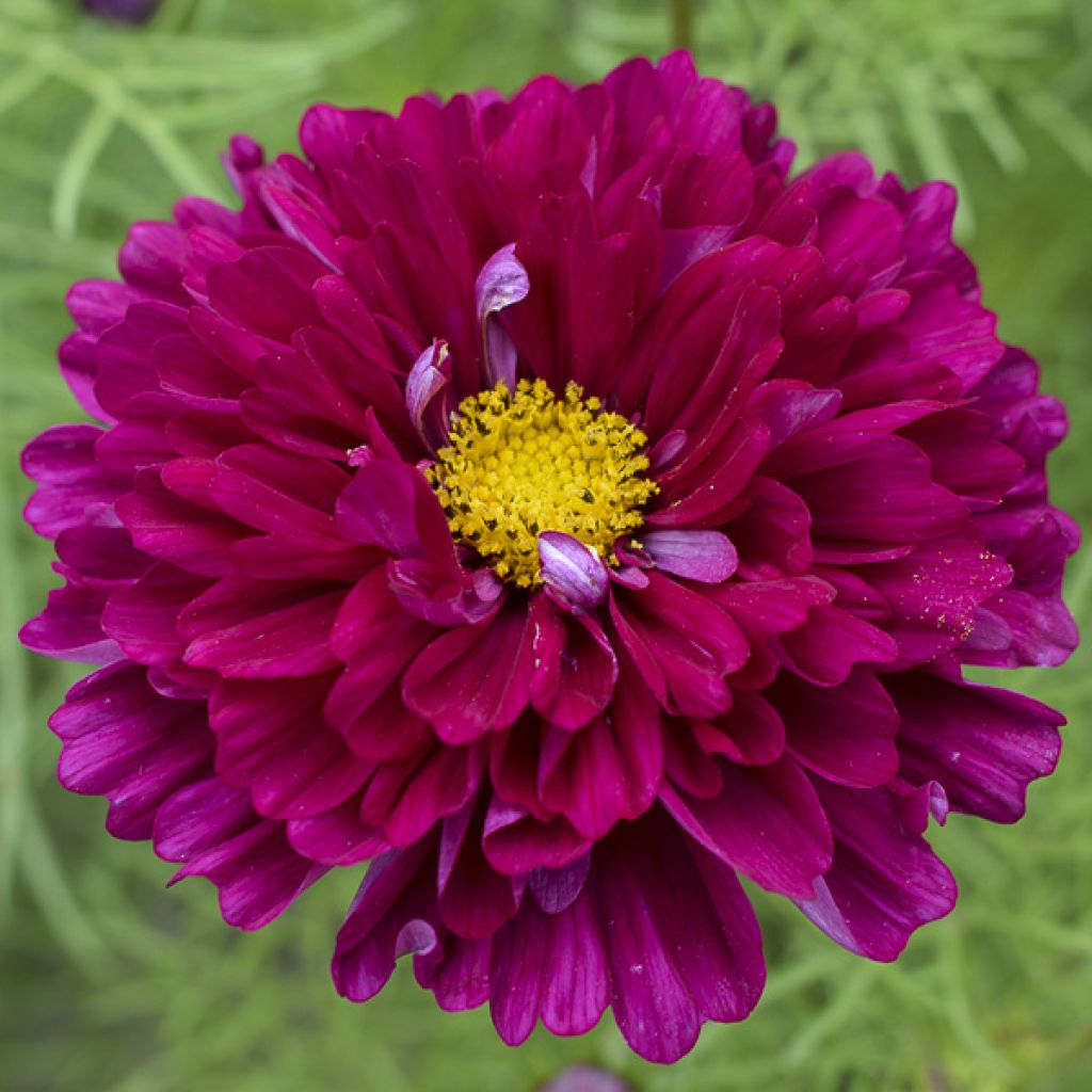 Cosmos Cranberries - Cosmea