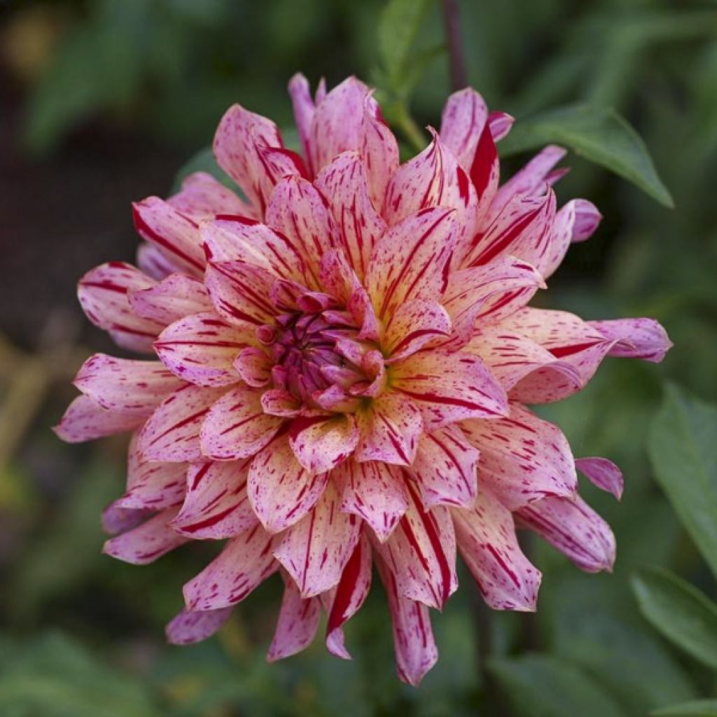 Dalia decorativa Mingus Tony
