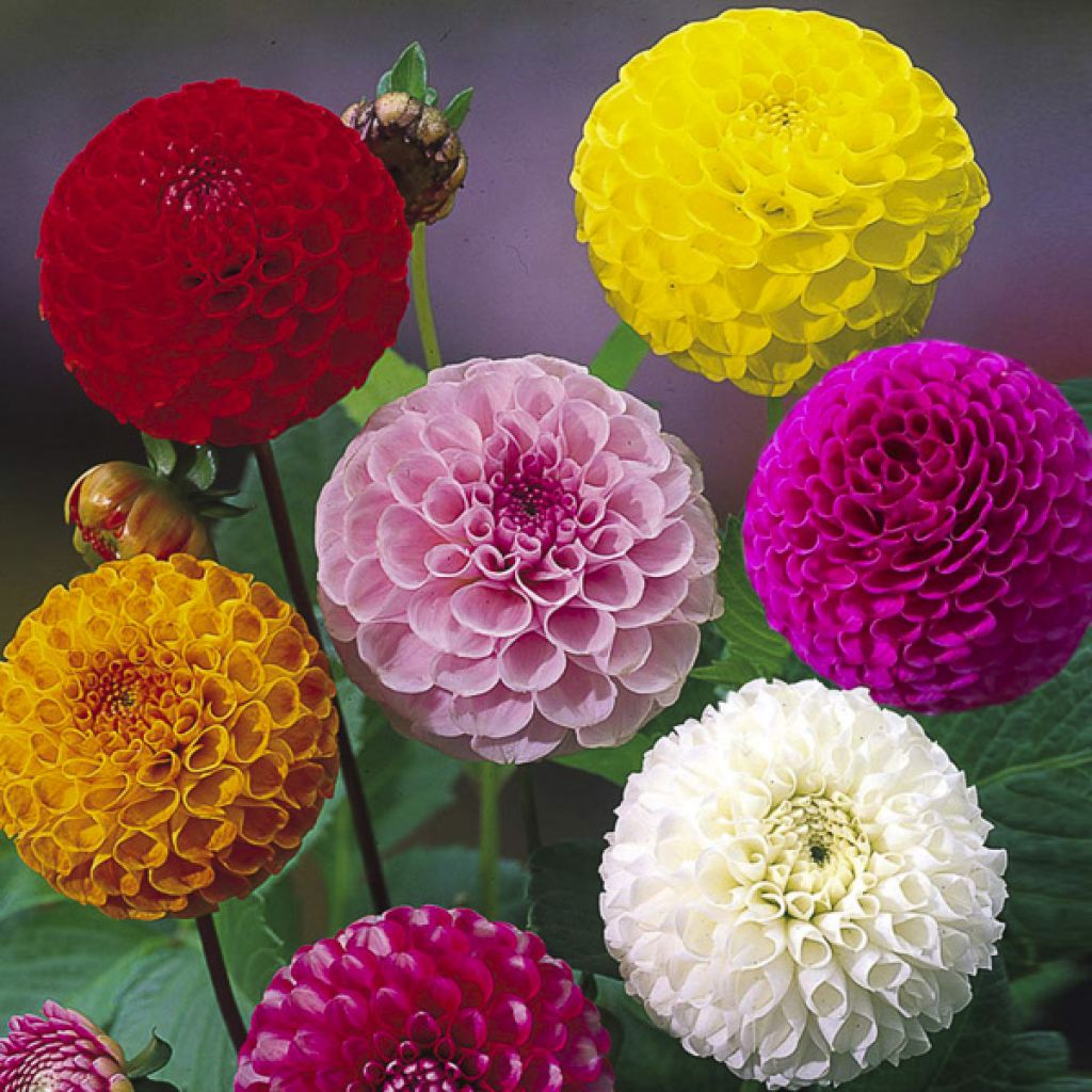 Dahlia variabilis Pompon Mix