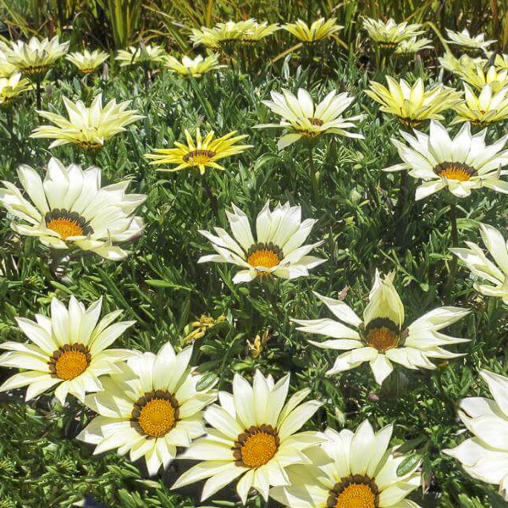 Gazania rigens Kiss White F1 - Gazania del Capo