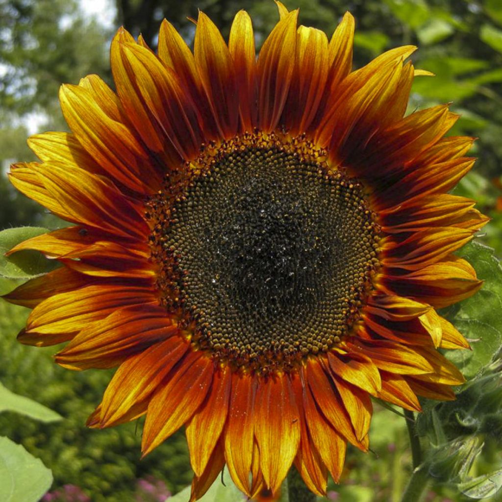Girasole Velvet Queen
