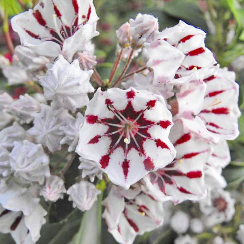 Kalmia latifolia Bumblebee - Alloro di montagna