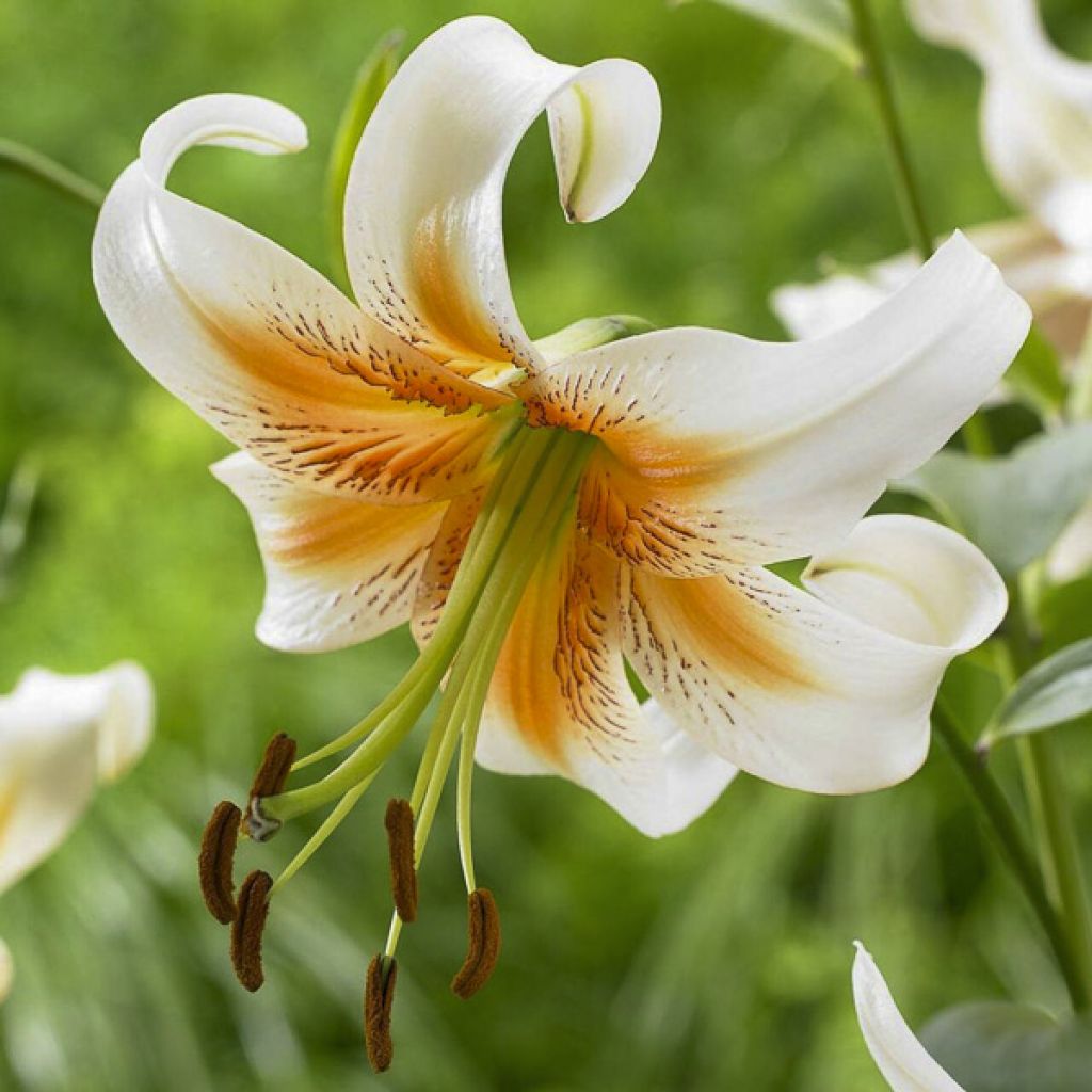 Lilium henryi Lady Alice - Giglio ibrido