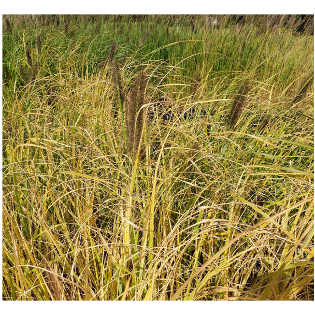 Pennisetum alopecuroïdes Lepage Gold