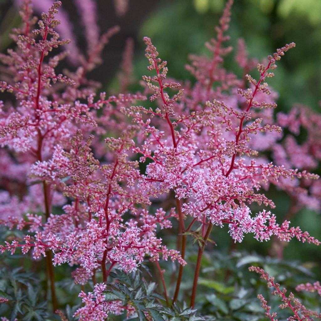 Astilbe simplicifolia Key West