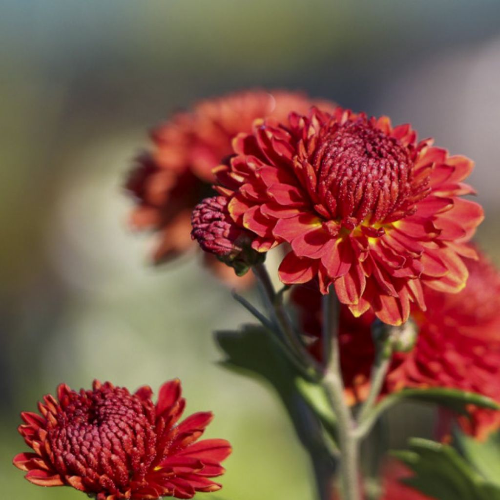 Chrysanthemum Rehauge - Crisantemo