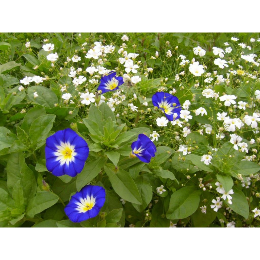 Convolvulus tricolor Pavillon Bleu - Vilucchio tricolore