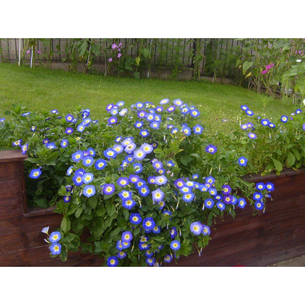 Convolvulus tricolor Pavillon Bleu - Vilucchio tricolore