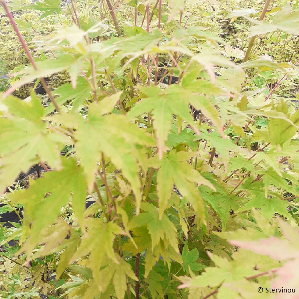 Acer palmatum Red Wood - Acero giapponese