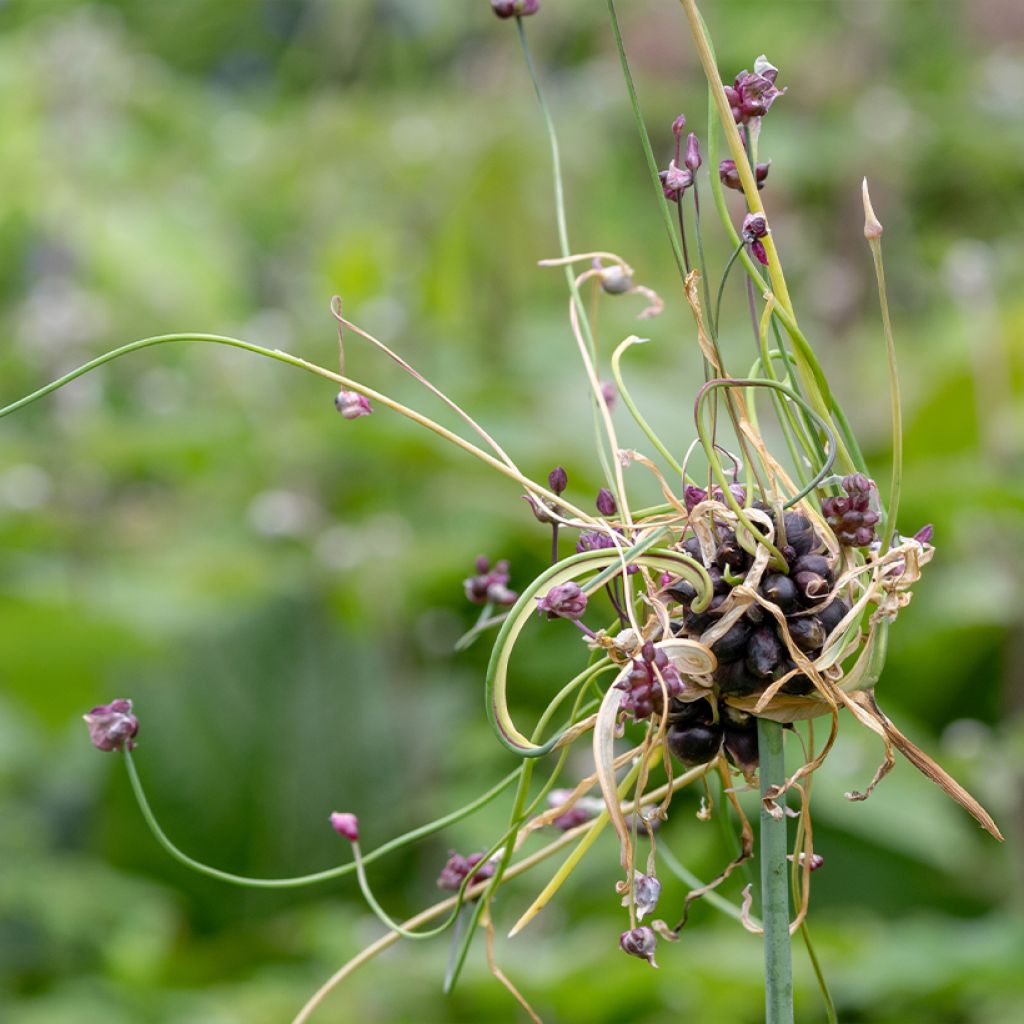 Allium scorodoprasum Art - Aglio romano