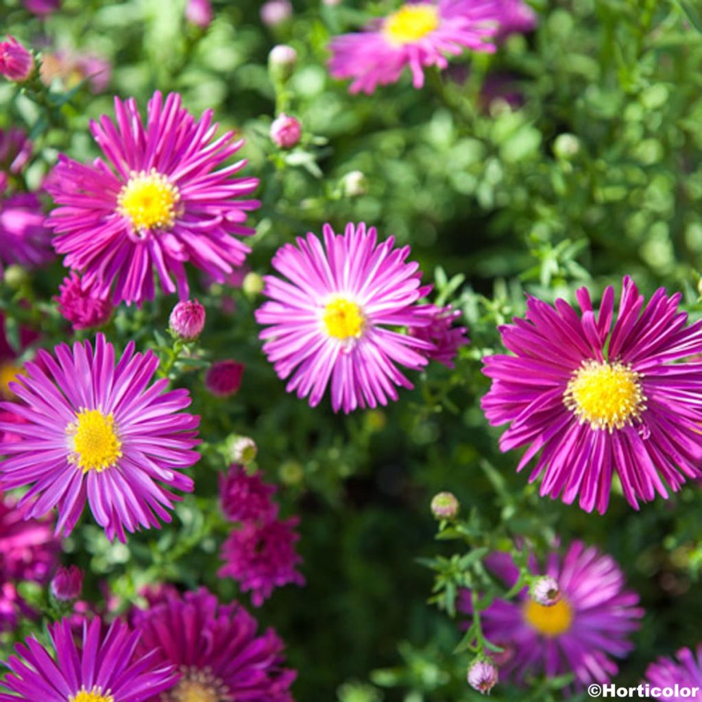 Aster novi-belgii Winston S. Churchill - Astro settembrino