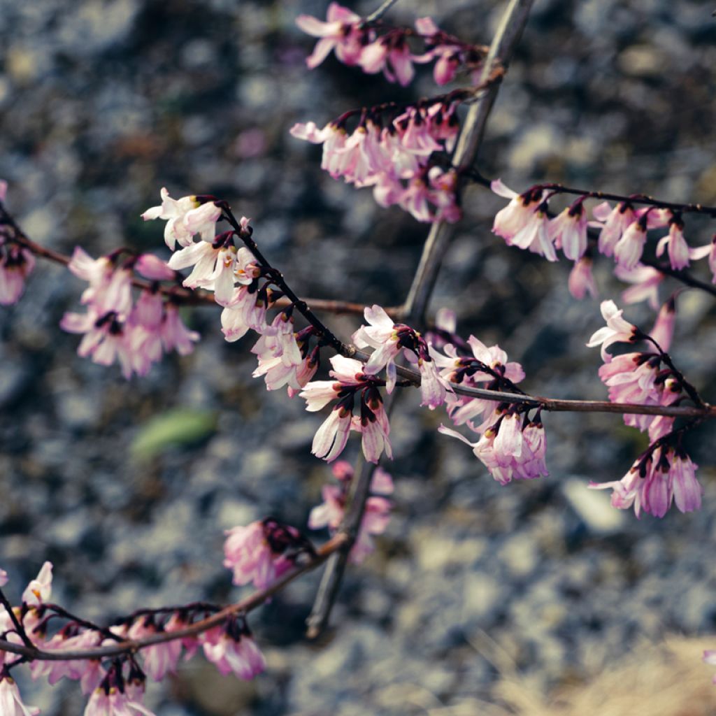 Abeliophyllum distichum Roseum - Forsizia bianca