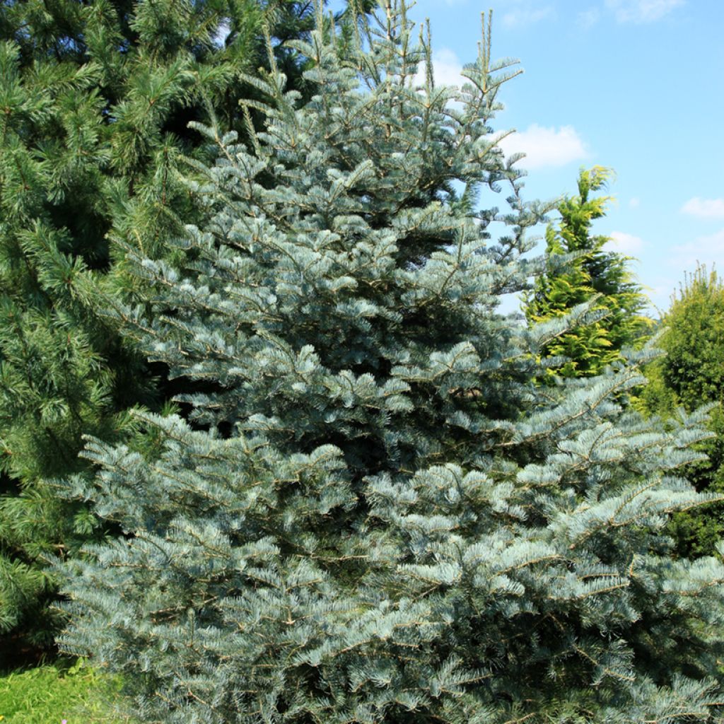 Abete del Colorado Violacea - Abies concolor