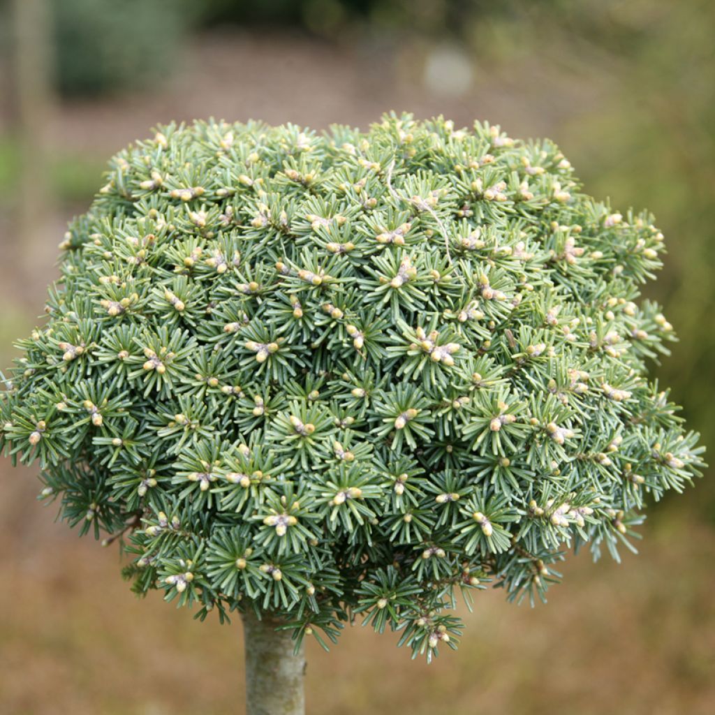 Abete coreano Blauer Eskimo - Abies koreana