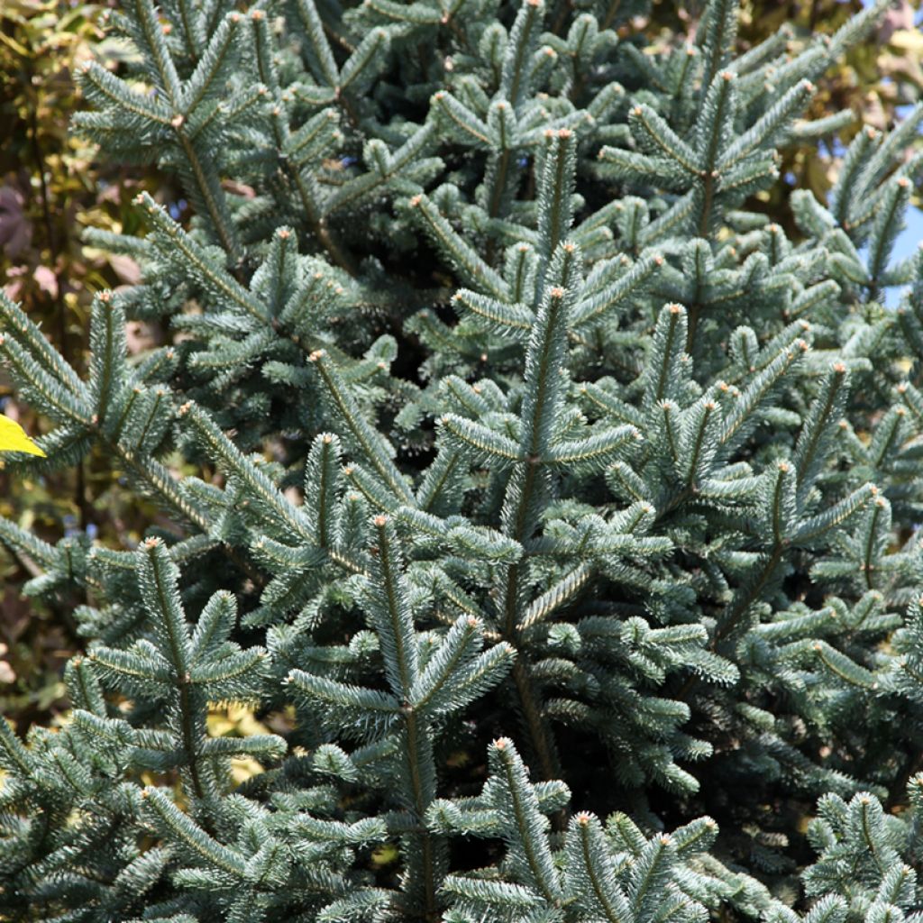 Abete delle rocce Argentea - Abies lasiocarpa