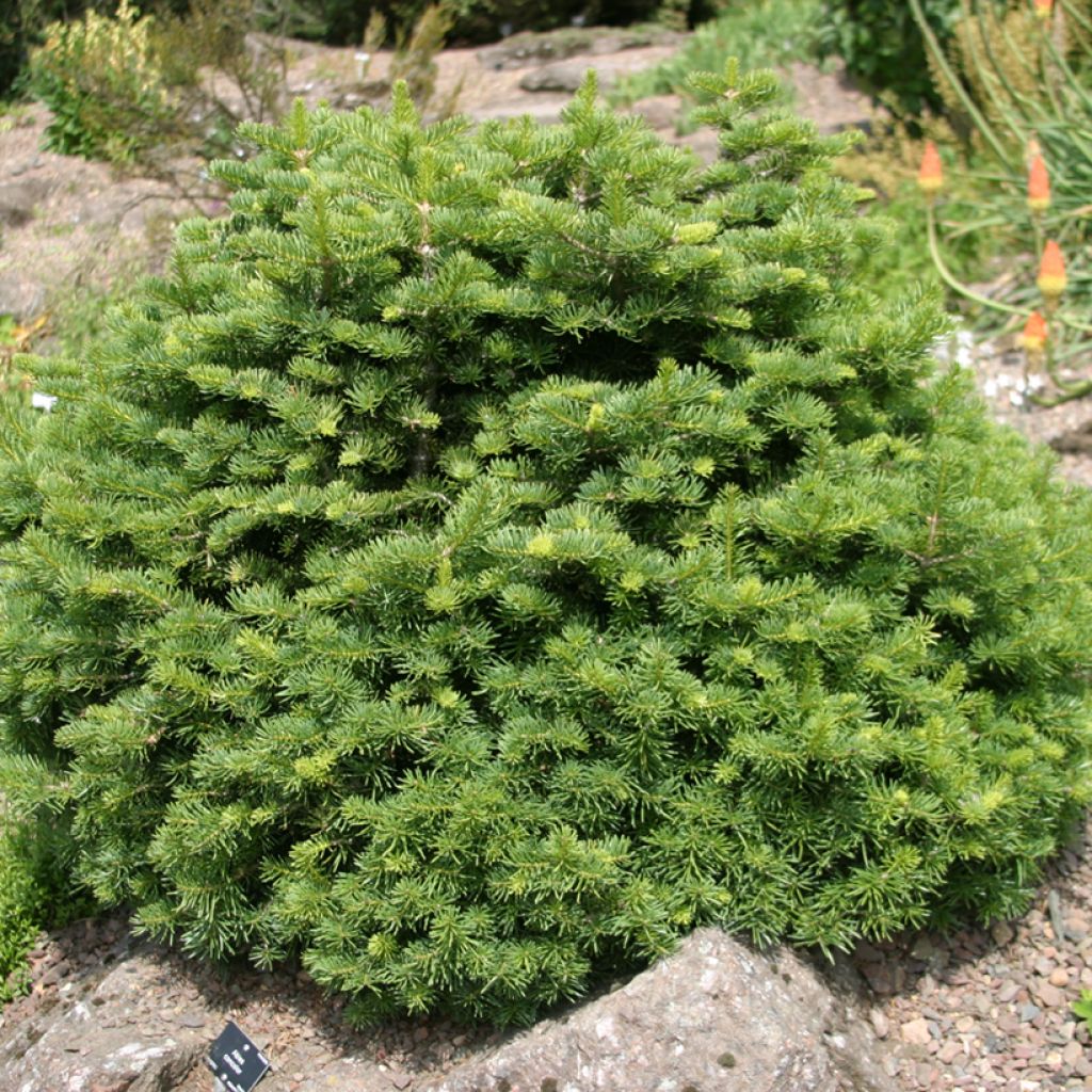 Abete delle rocce Green Globe - Abies lasiocarpa