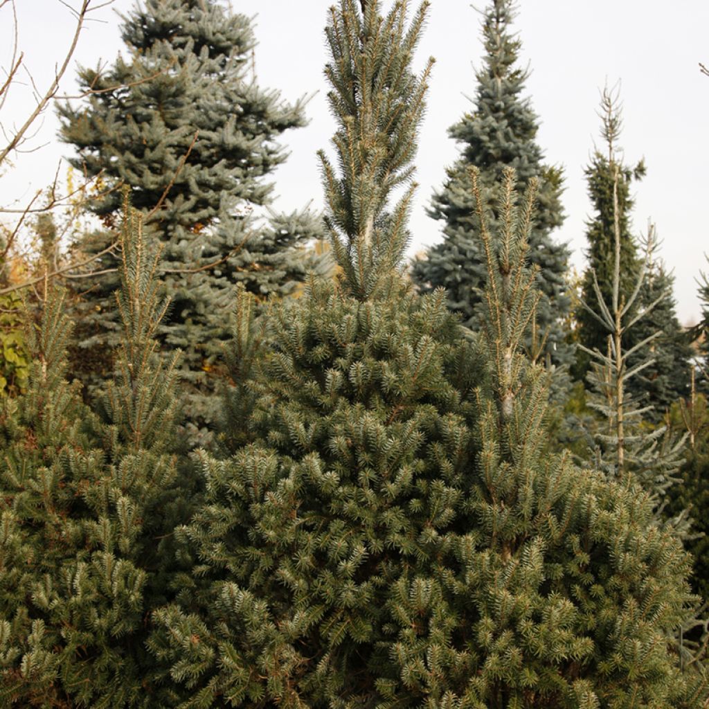 Abete del Caucaso Kolumnowa - Abies nordmanniana