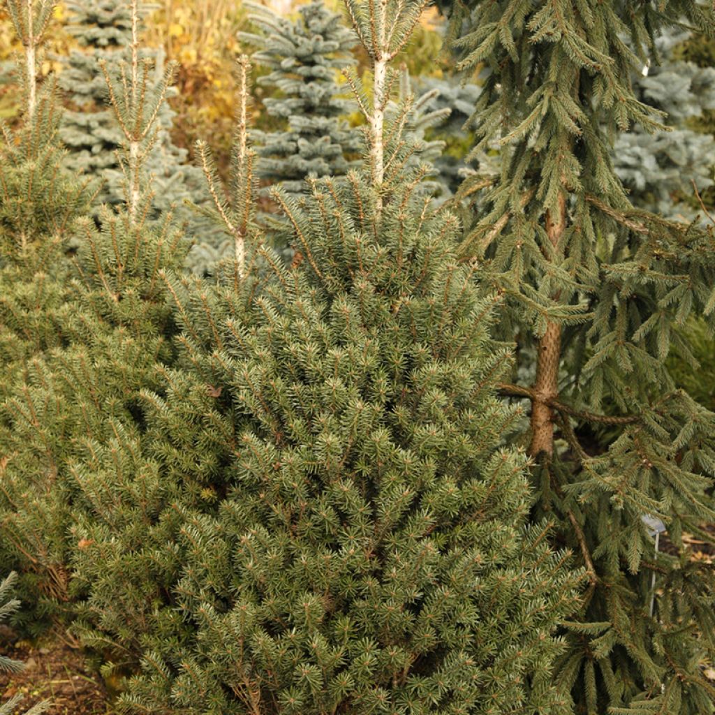 Abete del Caucaso Kulista - Abies nordmanniana