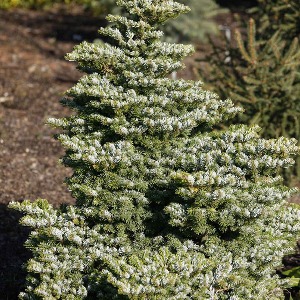 Abete di Veitch Heddergott- Abies veitchii