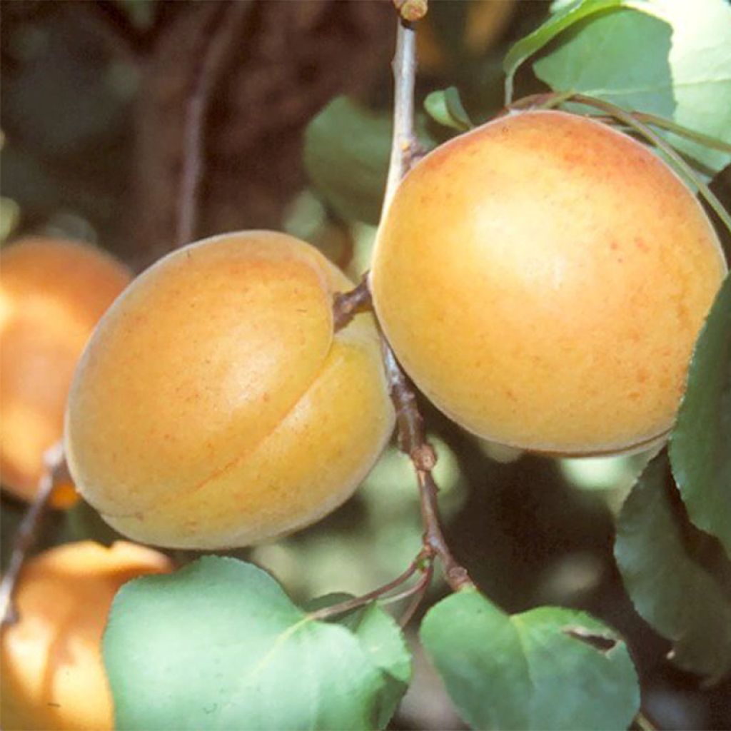 Albicocco Luizet