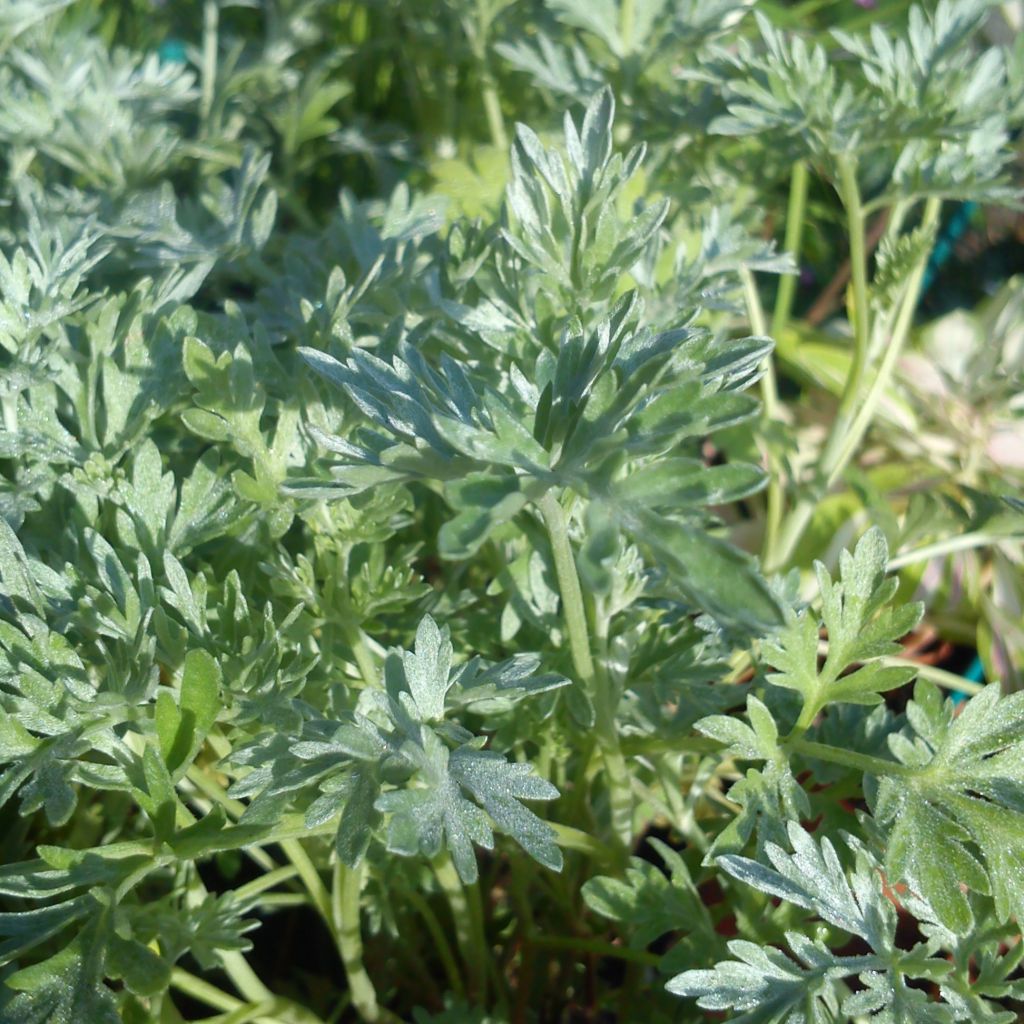 Artemisia absinthium - Assenzio maggiore
