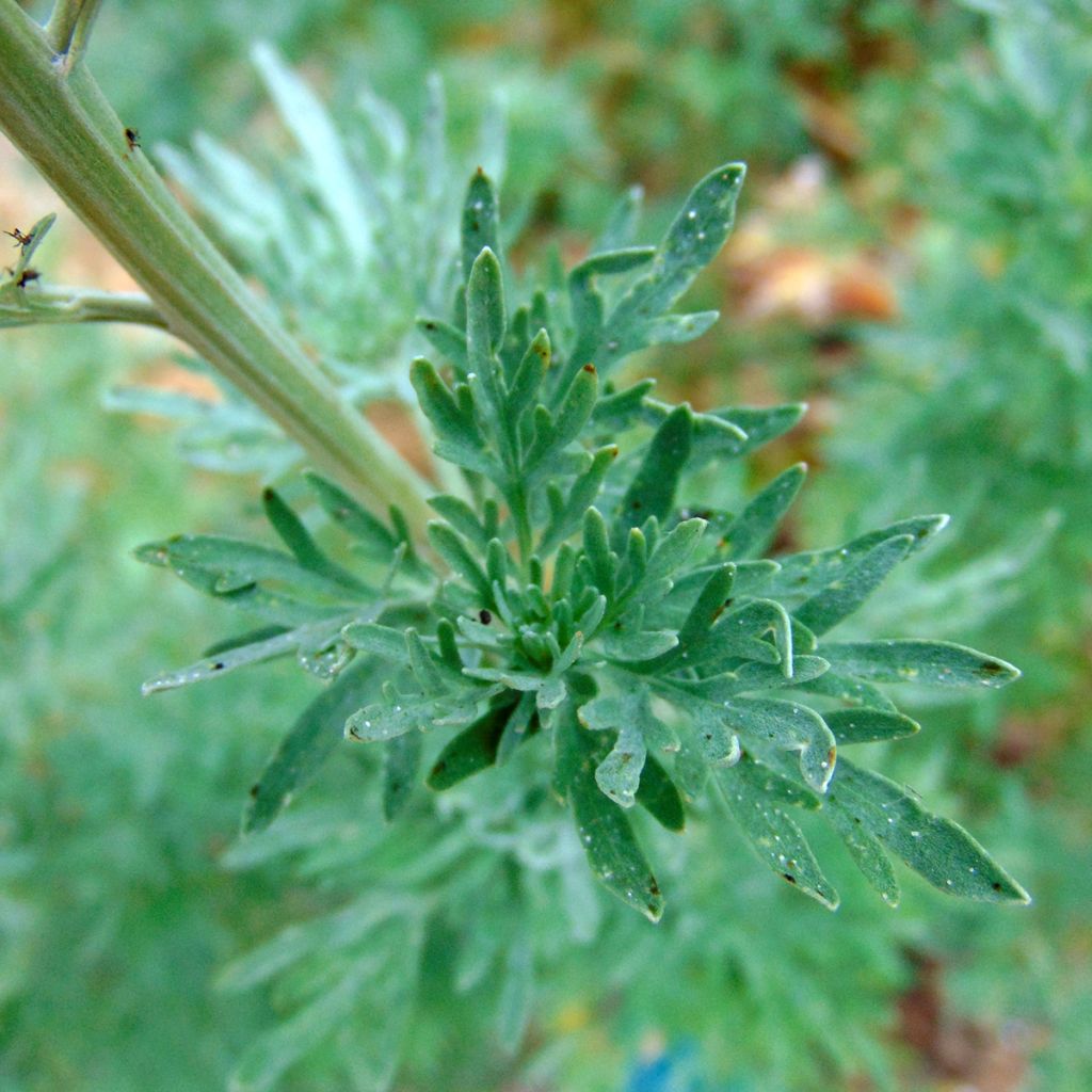 Artemisia absinthium - Assenzio maggiore