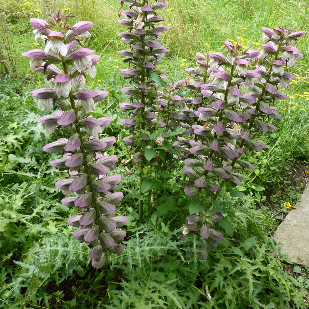 Acanthe spinosus - Acanthe épineuse