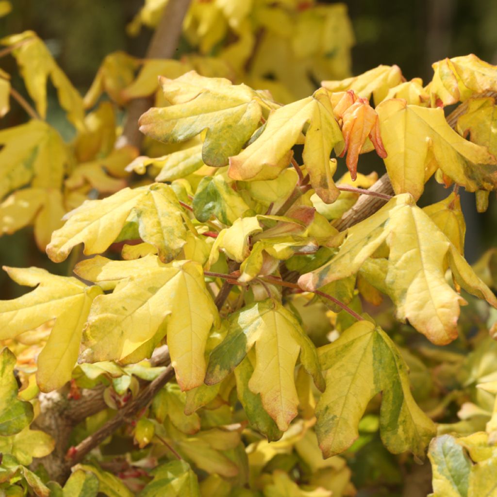 Acer campestre Magic Spring