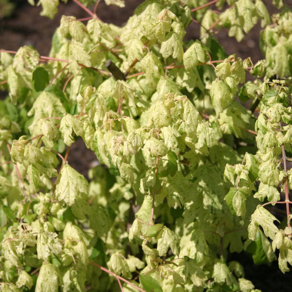 Acer campestre Pulverulentum