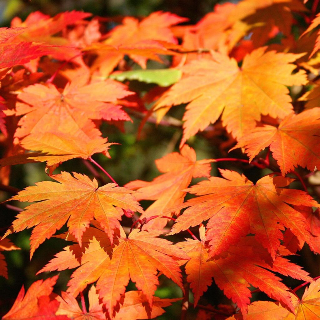Acer japonicum Vitifolium - Acero giapponese