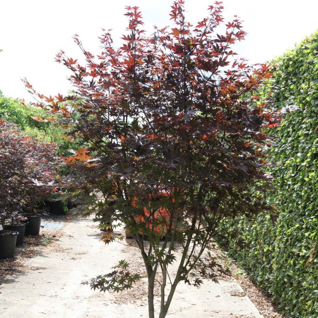 Acer palmatum Bloodgood - Acero giapponese