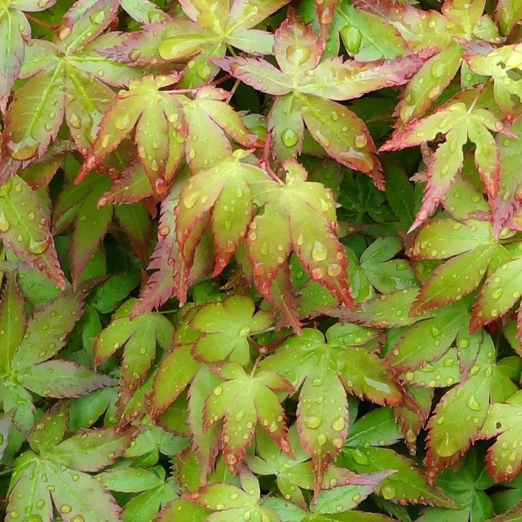 Acer palmatum Little Princess - Acero giapponese