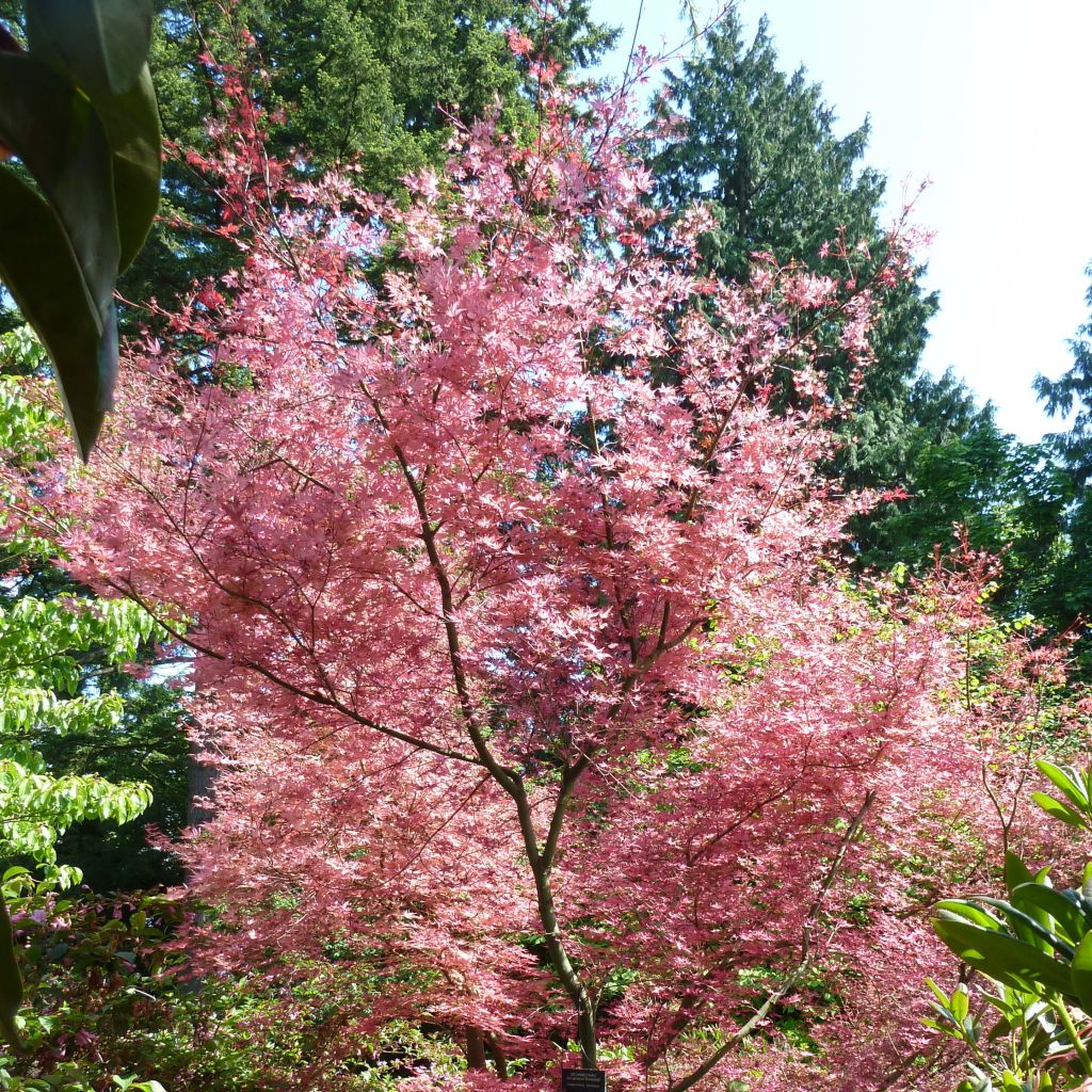 Acer palmatum Shindeshojo - Acero giapponese