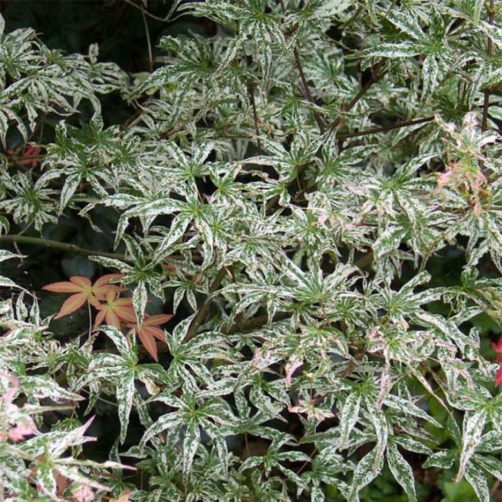 Acer palmatum Ukigumo - Acero giapponese