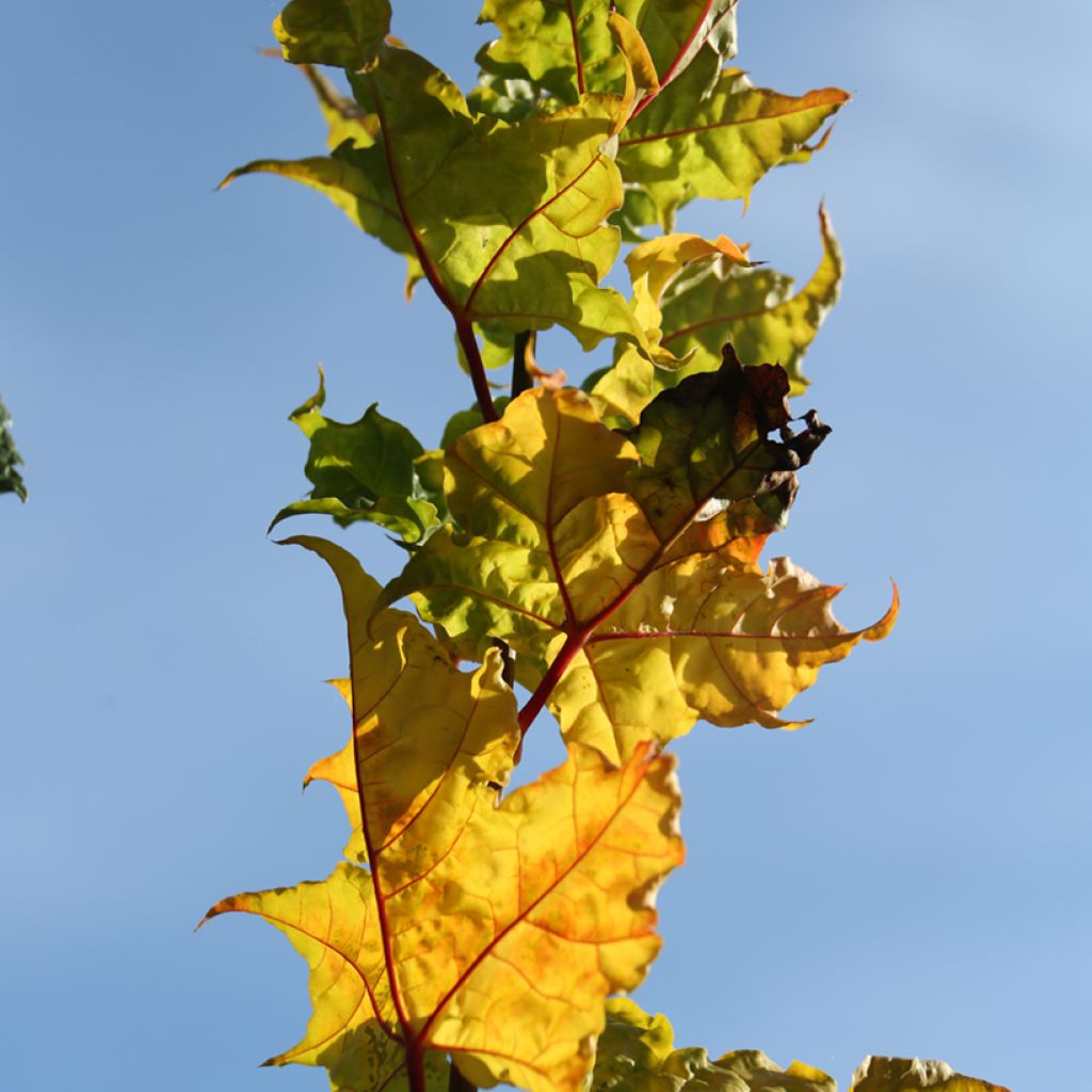 Acer platanoides Marylka - Acero riccio