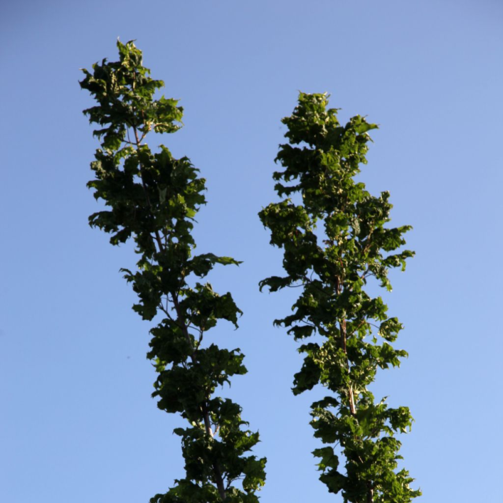 Acer platanoides Marylka - Acero riccio