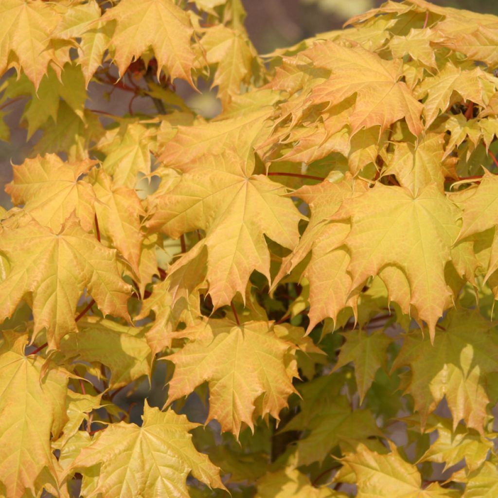Acer platanoides Golden Globe - Acero riccio