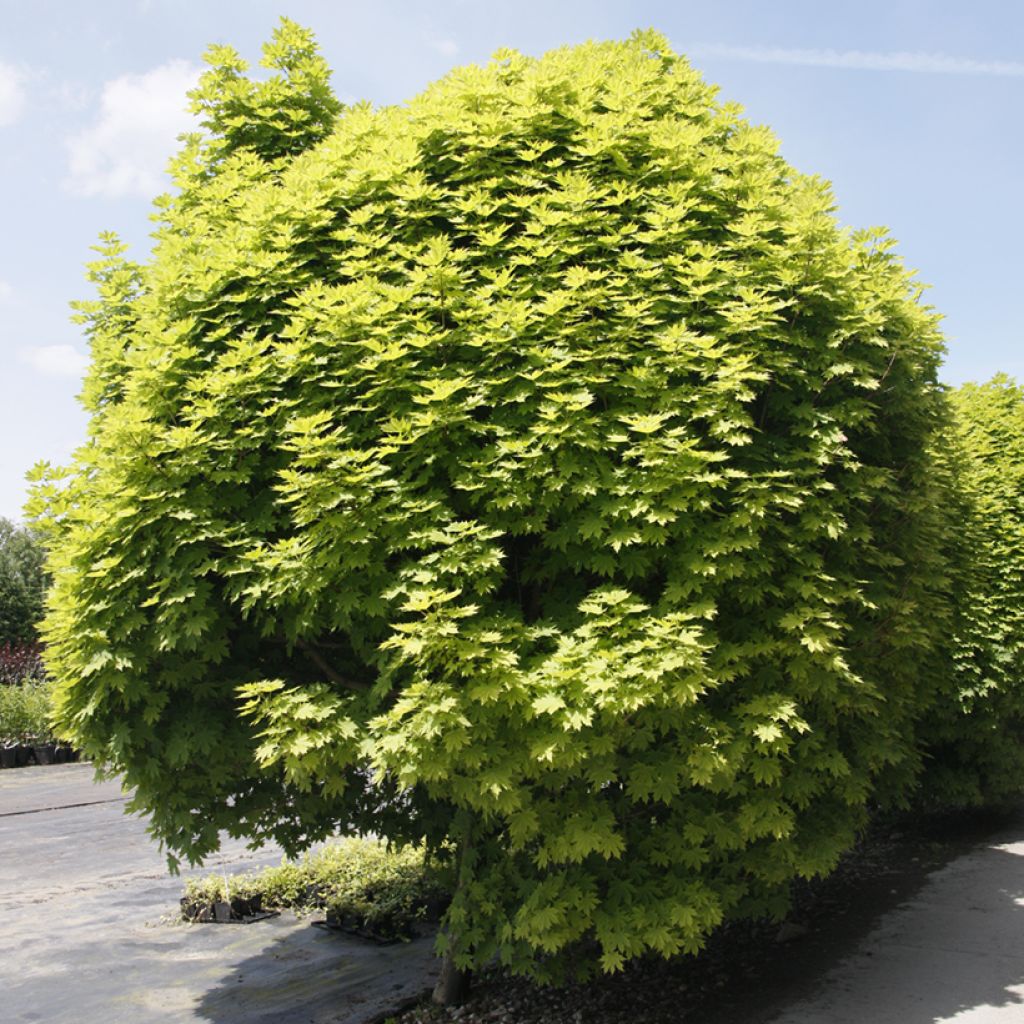 Acer platanoides Gurba - Acero riccio